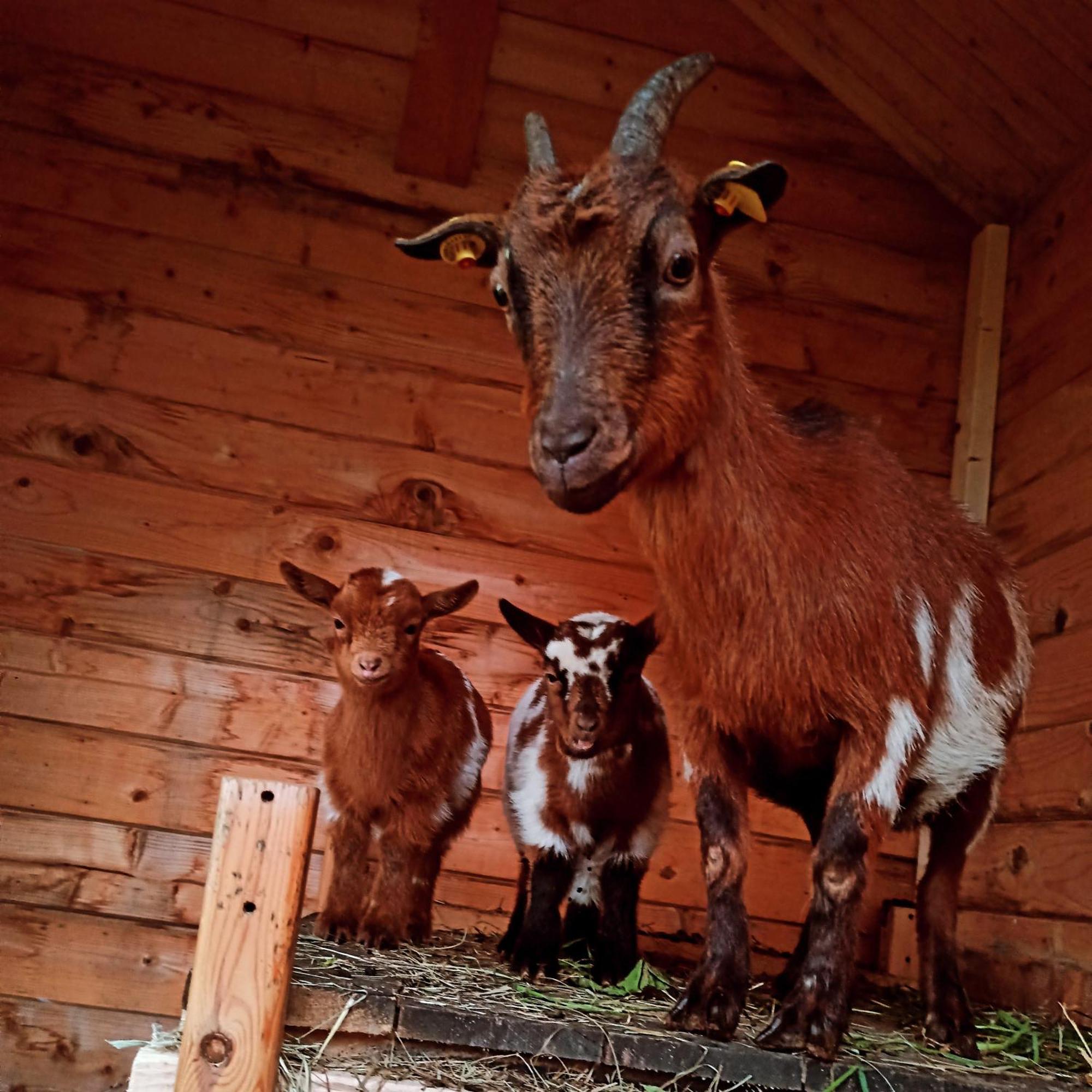 Ferienwohnung Brentenholz Sankt Georgen im Schwarzwald Εξωτερικό φωτογραφία