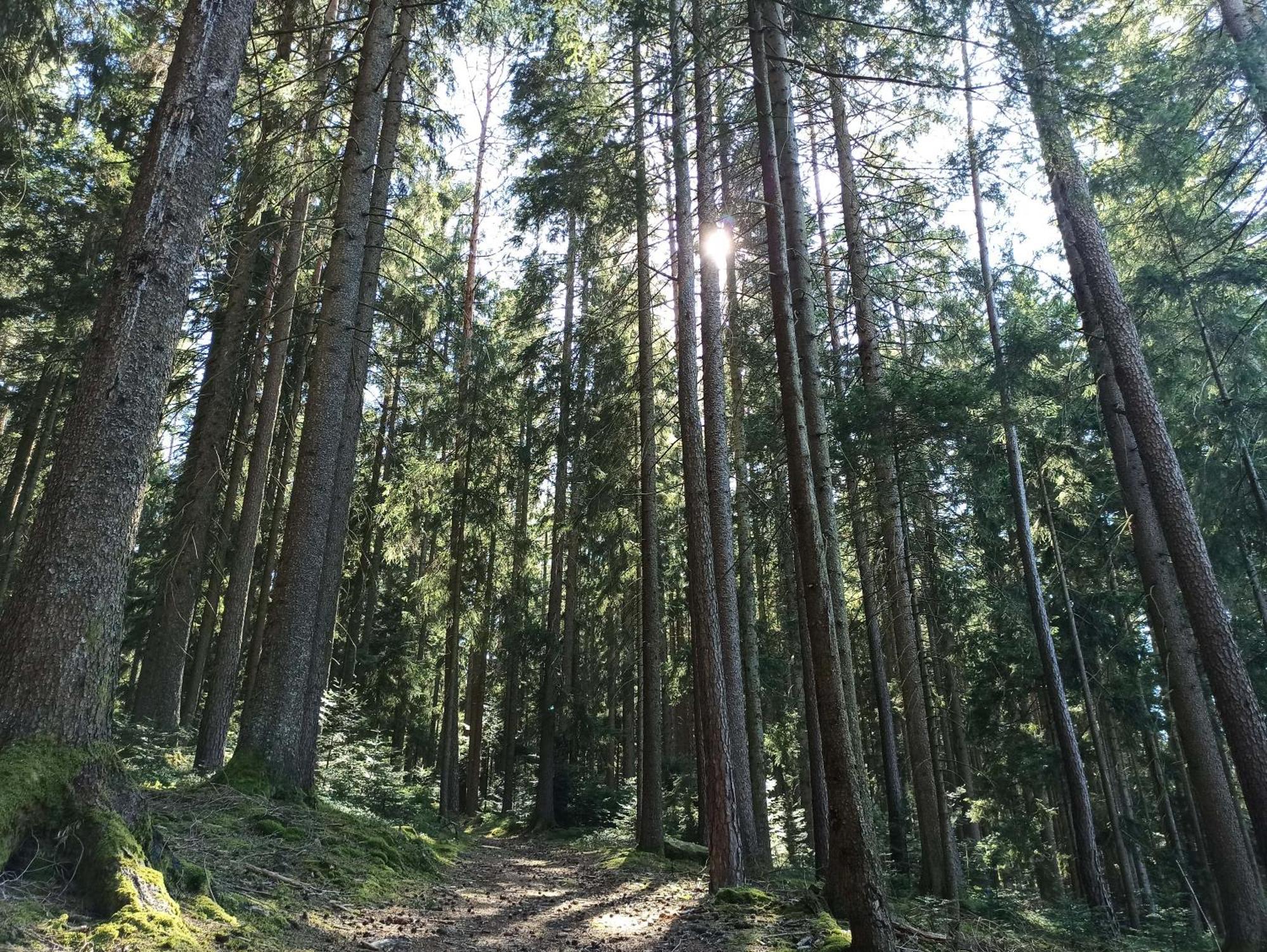 Ferienwohnung Brentenholz Sankt Georgen im Schwarzwald Εξωτερικό φωτογραφία